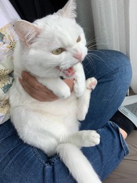 庭に放たれた犬にうなるハク様の姿も話題になった（ハク様の飼い主さん提供）