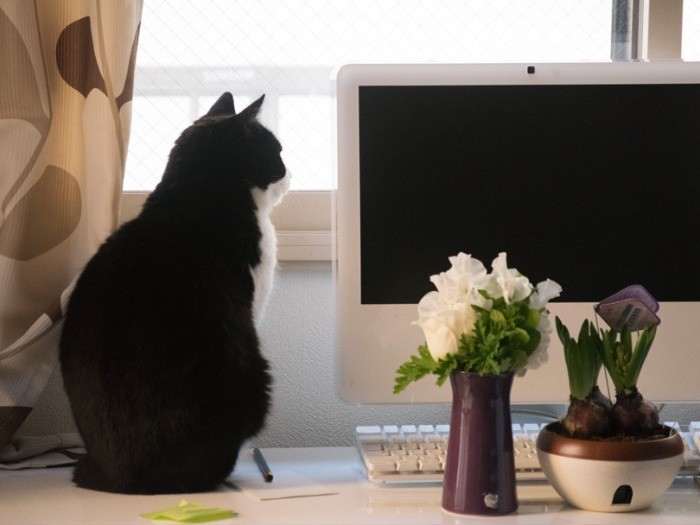 チェストの上から、隣家の庭を見張る（小林写函撮影）