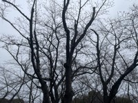 岡山後楽園のサクラの標本木　25日午後2時30分ごろ