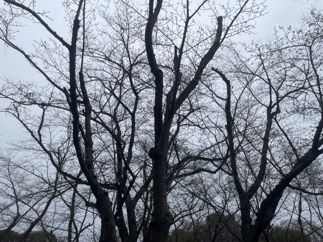 岡山後楽園のサクラの標本木　25日午後2時30分ごろ