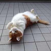 突然姿を消したぷりんちゃん、1週間後、近所で見つかる