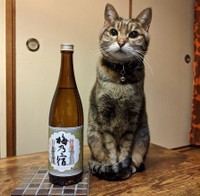 酒瓶と並ぶモデル猫風のタコスちゃん（提供：いきさん さん）