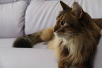 若猫期。近所の人から「ライオン？」と聞かれたこともあった