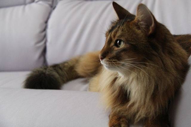 若猫期。近所の人から「ライオン？」と聞かれたこともあった