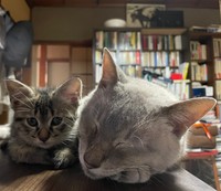 寄り添うしま子ちゃんとたぬくん（ねこといっしょさん提供）