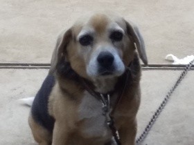 犬「コタロウ」へ、お前のために前向きな自分でいたい　〈お手紙コンテスト入賞〉