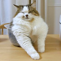 大胸筋がすごい！？ 筋肉隆々に見えるこむぎくん（画像提供：なごみ処 あずきち＆こむぎさん）.jpg