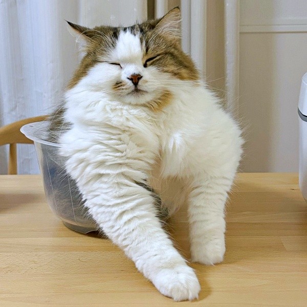 大胸筋がすごい！？ 筋肉隆々に見えるこむぎくん（画像提供：なごみ処 あずきち＆こむぎさん）.jpg