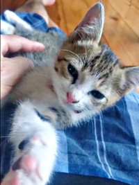 子猫時代、膝上で安心してくつろぐポポくん（画像提供：YuuuuJtny-Kさん）