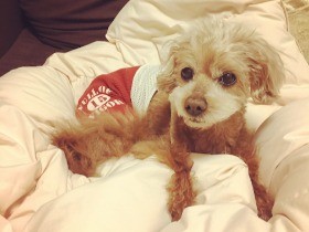 愛犬の大好物は干したての布団　ふかふかにうっとりスリスリ