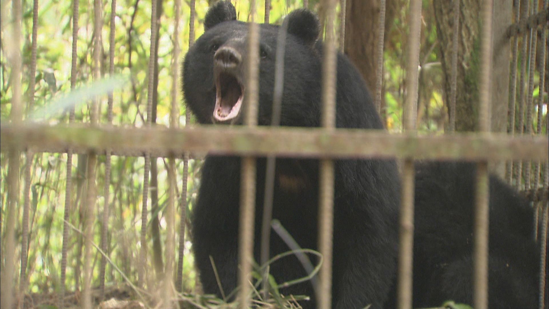 岡山県のクマ生息数減少、狩猟自粛要請の背景