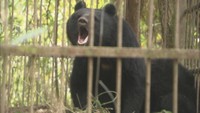 ツキノワグマの推定生息数が過去5年で最少　岡山県は狩猟自粛を要請する方針
