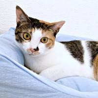 まったりタイム中のむすびちゃん（画像提供：くろとらたきびさん）