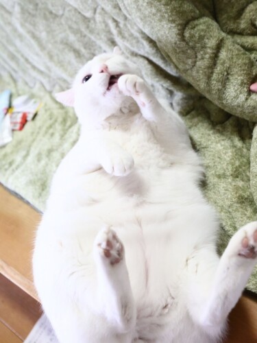 丸々の体型になったにゃ