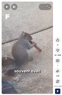 SNSに投稿された電子タバコをかじるリス