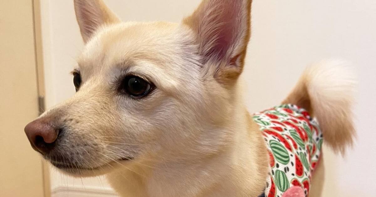 スイカ好きが功を奏して おいしそうな服もらったよ Mix犬 菊千代 犬 猫との幸せな暮らしのためのペット情報サイト Sippo