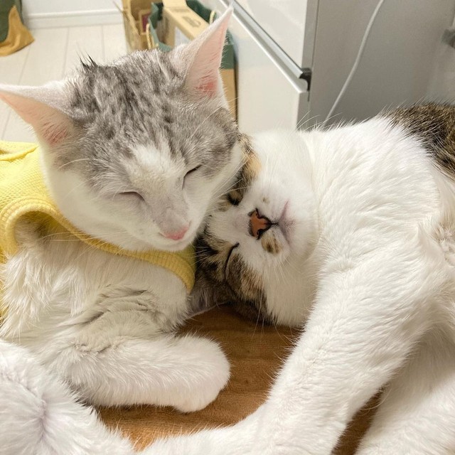 親子ですやぁ〜