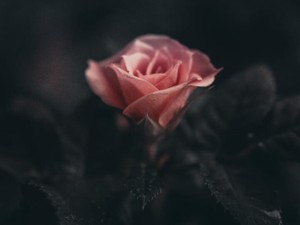 結婚・出産を勧める母へ。子どもの私に何と言っていた？