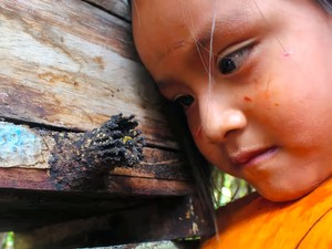 アマゾンの「刺さないハチ」蜂蜜は妙薬　先住民族から学ぶべき生活の知恵、収入源にも