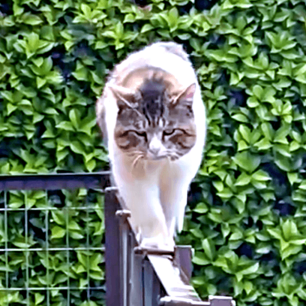 野良猫時代、手すりを歩いてやって来たボブくん（画像提供：元野良猫ボブさん）