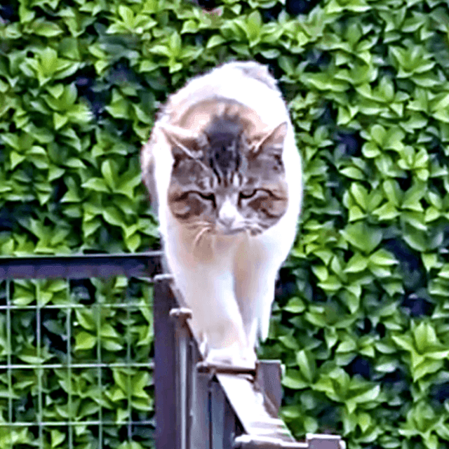 野良猫時代、手すりを歩いてやって来たボブくん（画像提供：元野良猫ボブさん）