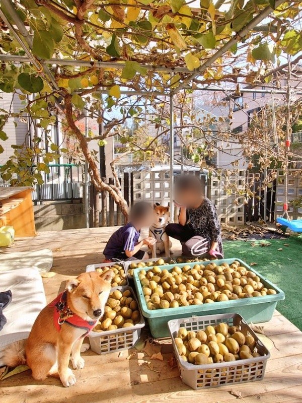 キウイの収穫風景（画像提供：柴犬が作る幻の赤いキウイさん）