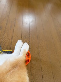 まさかのボールをオットマンに！（提供：こたろうさん）