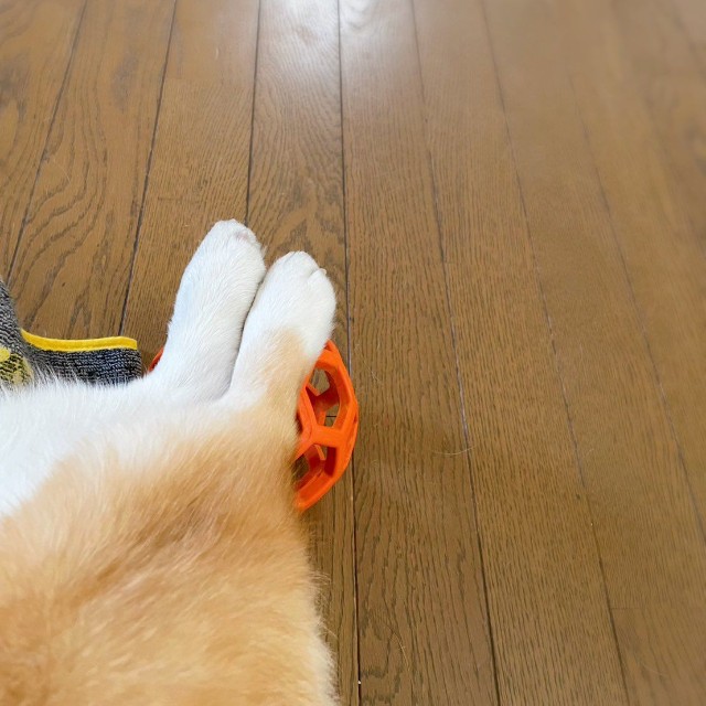 まさかのボールをオットマンに！（提供：こたろうさん）