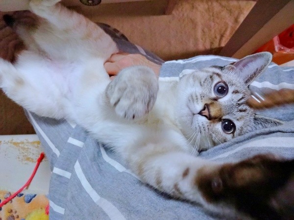 飼い主さんに甘えるルナちゃん（画像提供：ひよぷー UNIRICOさん）