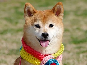 ２０１８笑顔が素敵で賞　柴犬の「優気」