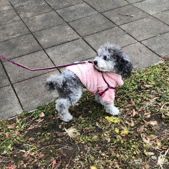 ３本足でぴょんぴょん走る