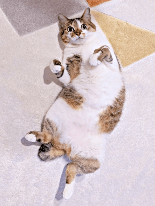 へそ天になってくつろぐつくねちゃん（画像提供：猫目さん）