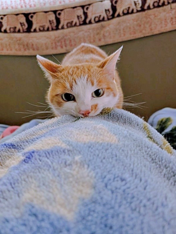 足元の毛布をくわえて、全力で飼い主さんを起こすみやびくん（画像提供：ふみさん）