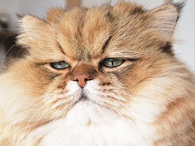 モフモフ猫ふーちゃん、ツイッター海外でも人気　写真集も出版