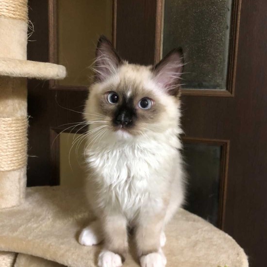 家にきたころの「れん」