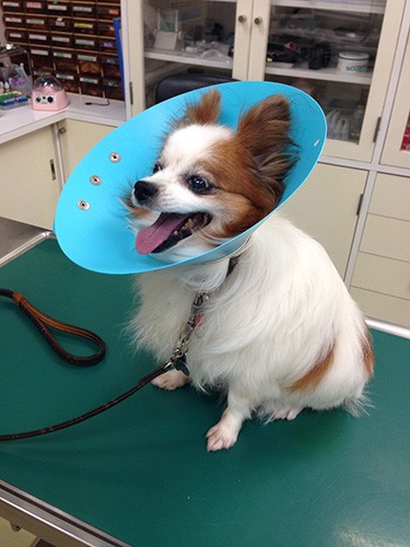 噛み癖がある子だったので、健診のときはいつもカラーを着用。