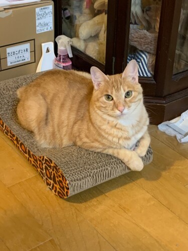 新しく買ってあげた爪研ぎが、最近お気に入りだ