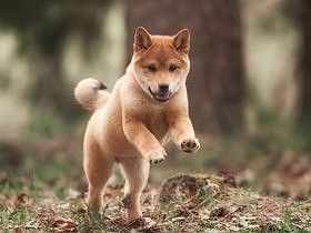 日本犬６種を８週齢規制から除外　動物愛護団体から反対相次ぐ