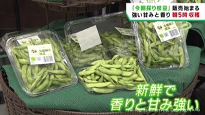 仙台市がブランド化を進める今朝採り枝豆の販売が始まる
