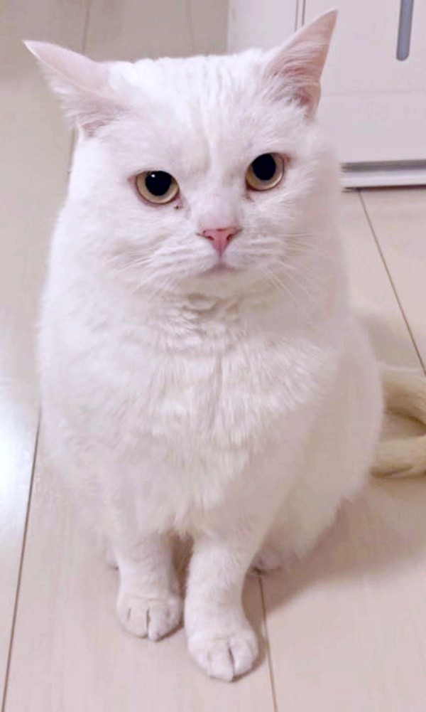 イケニャンここにあり！ キリッと睨みをきかせるしらたまくん（画像提供：月としらたまさん）