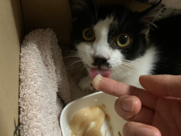 家族募集中の可愛い白黒ちゃん。猫や犬の保護は、近所の友達も手伝ってくれる。元夫が猫を迎えに車を出してくれることもあるそうです。５月にトライアルが決まりました（知枝さん提供）