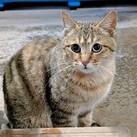 恐々と様子をうかがうキィちゃん（画像提供：アヴェマナヴさん）