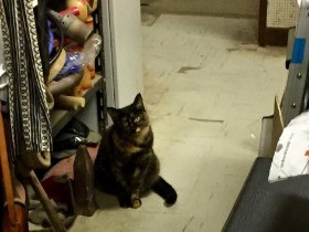 猫の手借りれば「名シーン」　太秦で出会ったサビ猫