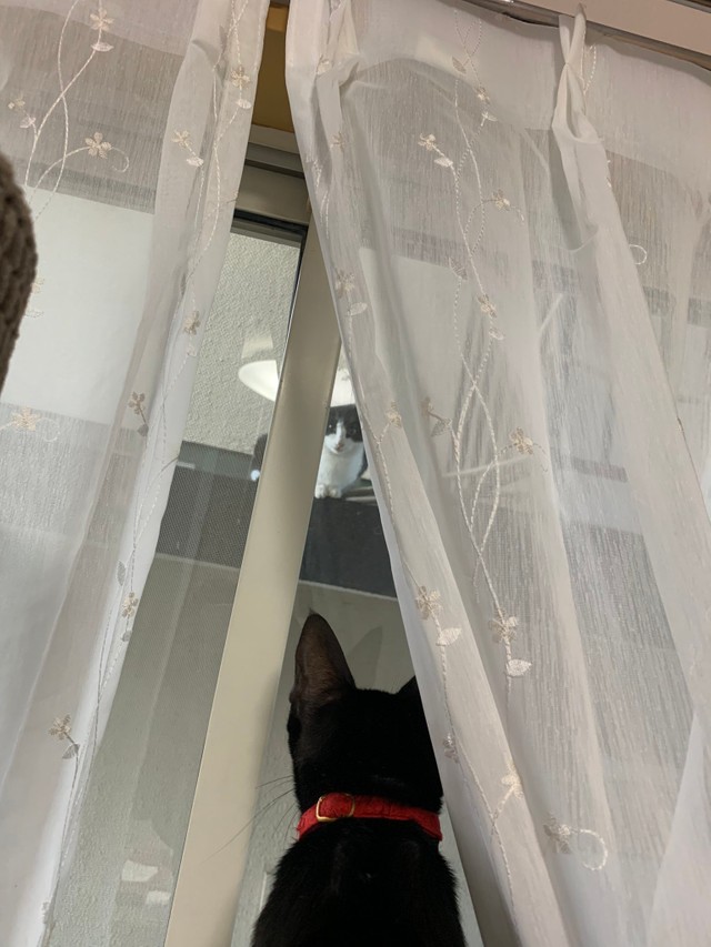 窓ガラス越しの女子会