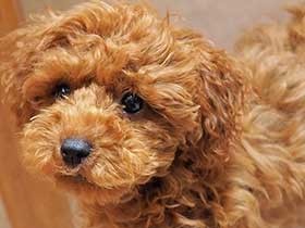 ママのとなりがお気に入り　トイプードルの「ぱるふぇ」