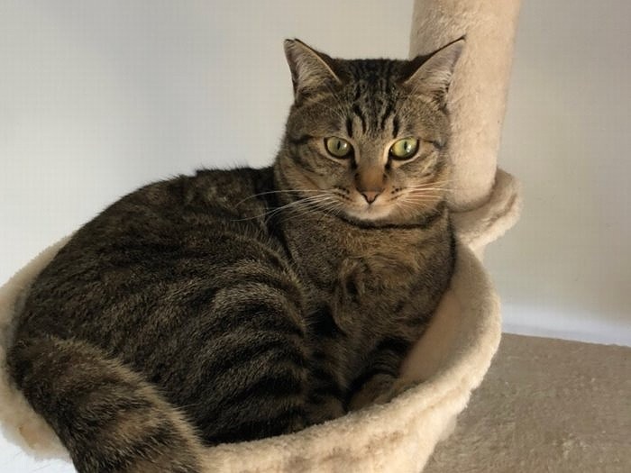 キジトラ猫のとらくん