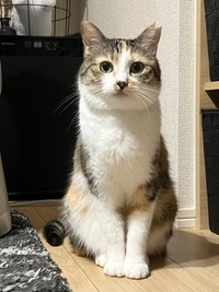 美ニャンショットが素敵なネネちゃん（画像提供：パステル三毛猫_ネネさん）