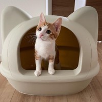 フルカバーのトイレがお気に入り