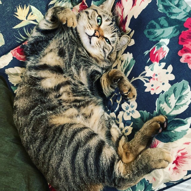 引っ掻いてきた猫とは思えない＝にゃうこさん（@nia_7053）提供