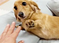 のぶパパが手を伸ばすと、ソフトタッチするCHOCOちゃん（画像提供：NOBU CHOCOさん）